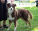Junior male Dylan of Old River-Banks SG4