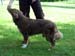 Junior male Purple Arrow Duke of Charming SG1