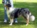 Open male Derwish des Combremonts SG