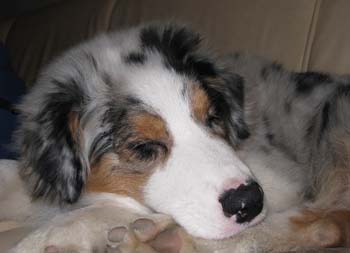 Sleepy Albin