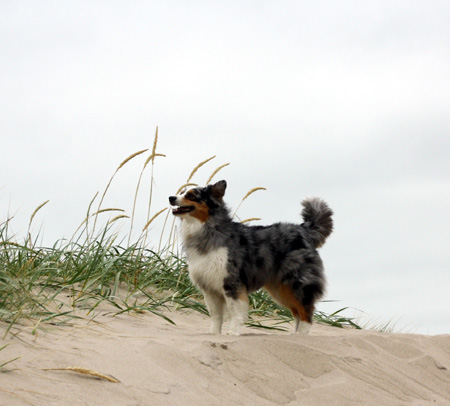 June 22nd Pinja smelling the fresh sea breeze