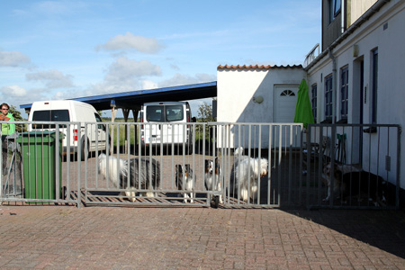 June 22nd dogs behind the gate