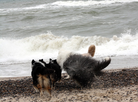 June 22nd dogs on the beach