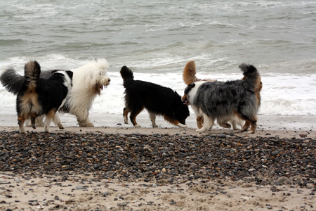 June 22nd dogs on the beach1