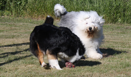 June 22nd dogs playing in the garden, Esmeralda and Signe