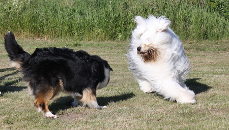 June 22nd dogs playing in the garden, Esmeralda and Signe1