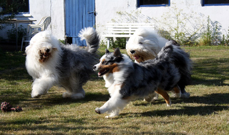 June 22nd dogs playing in the garden, Esmeralda, Gösta and Sampo