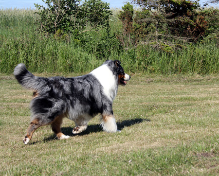 June 22nd dogs playing in the garden, Gösta1