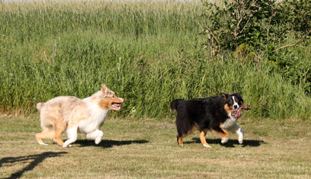 June 22nd dogs playing in the garden, Hjördis and Thor