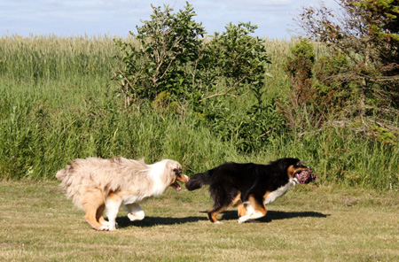 June 22nd dogs playing in the garden, Hjördis and Thor1