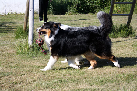 June 22nd dogs playing in the garden, Signe and Gösta