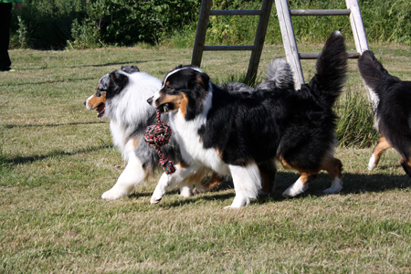 June 22nd dogs playing in the garden, Signe and Gösta1