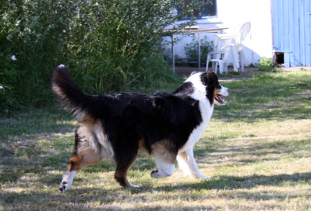 June 22nd dogs playing in the garden, Signe