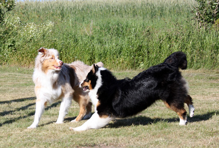 June 22nd dogs playing in the garden, Thor and Signe