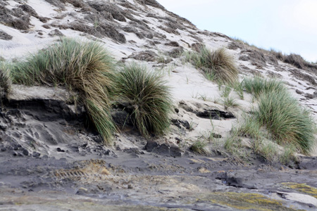 June 26th Dunes by the Atlantic ocean8