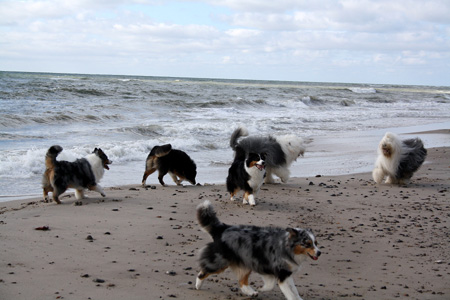 June 26th dogs on the beach