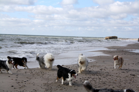 June 26th dogs on the beach1