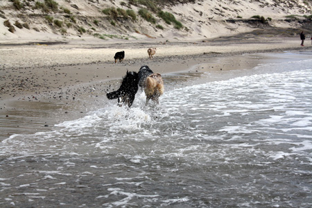 June 26th dogs on the beach10