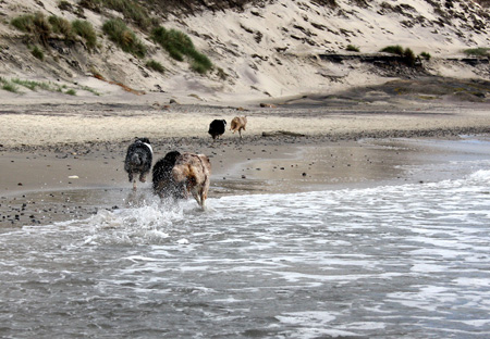 June 26th dogs on the beach11