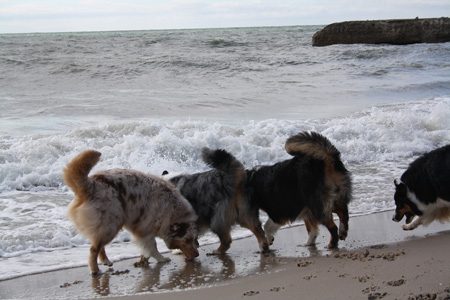 June 26th dogs on the beach2