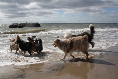 June 26th dogs on the beach3