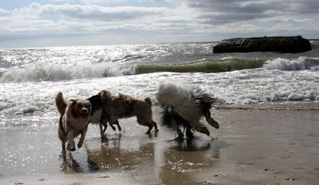 June 26th dogs on the beach4