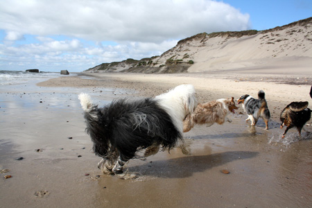 June 26th dogs on the beach5