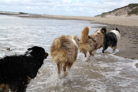 June 26th dogs on the beach6