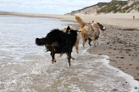 June 26th dogs on the beach7