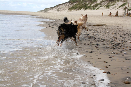 June 26th dogs on the beach8