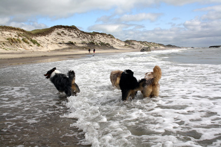 June 26th dogs on the beach9