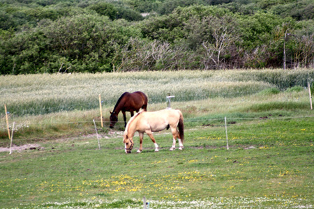 June 26th horses of the farm next door1