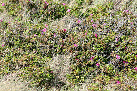 June 26th wild flowers by the dunes
