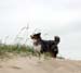June 22nd Pinja smelling the fresh sea breeze
