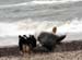 June 22nd dogs on the beach