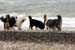 June 22nd dogs on the beach1