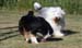June 22nd dogs playing in the garden, Esmeralda and Signe