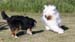 June 22nd dogs playing in the garden, Esmeralda and Signe1