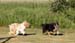June 22nd dogs playing in the garden, Hjördis and Thor