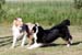 June 22nd dogs playing in the garden, Thor and Signe