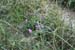 June 22nd wild flowers
