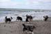June 26th dogs on the beach