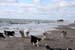 June 26th dogs on the beach1