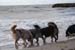 June 26th dogs on the beach2