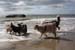 June 26th dogs on the beach3