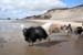 June 26th dogs on the beach5