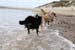 June 26th dogs on the beach7