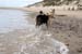 June 26th dogs on the beach8