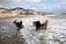 June 26th dogs on the beach9