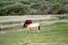 June 26th horses of the farm next door1